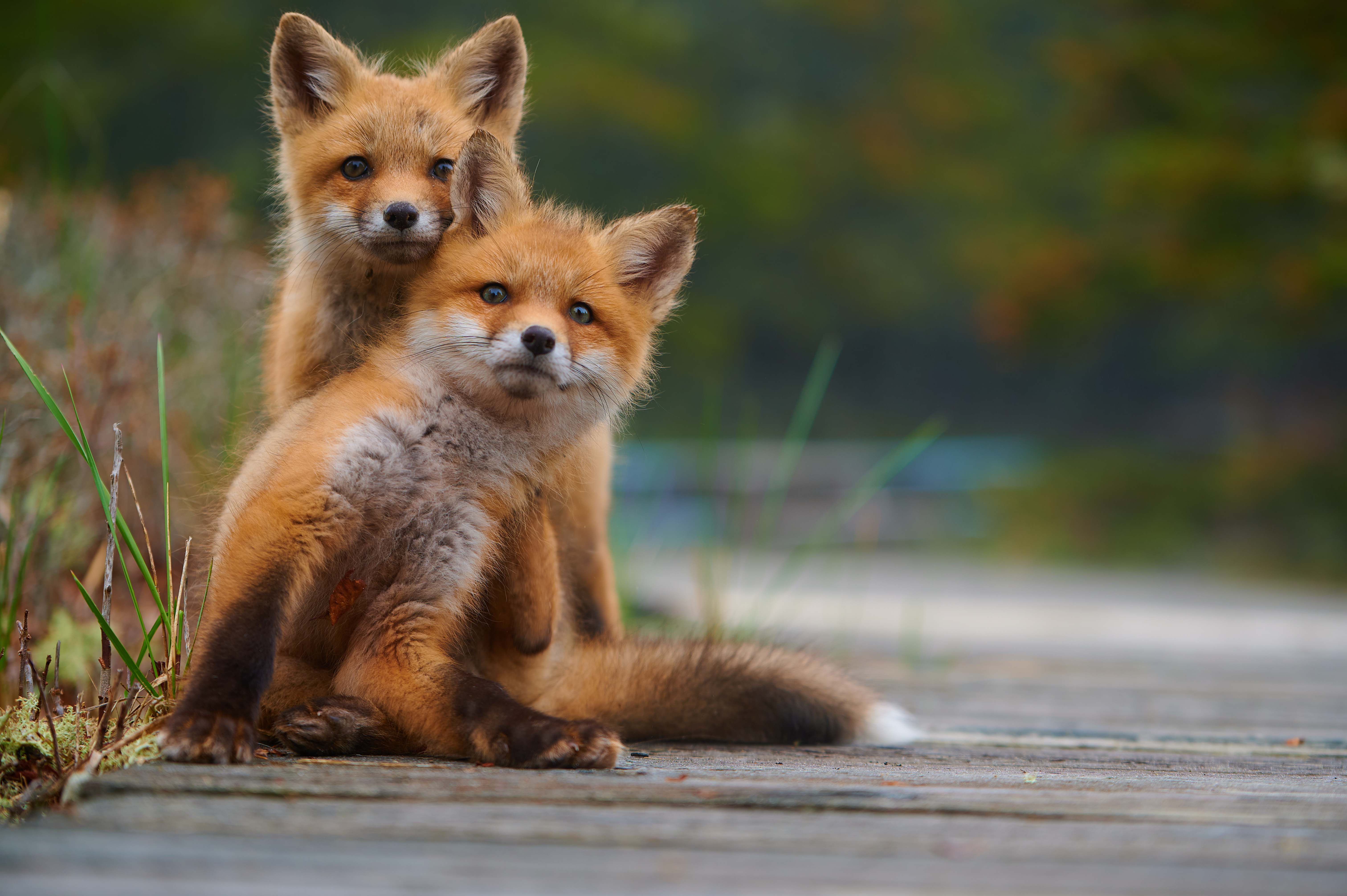 Foxes